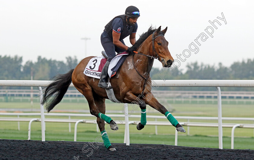 Quickthorn-0002 
 QUICKTHORN training for the Dubai Gold Cup
Meydan, Dubai, 21 Mar 2023 - Pic Steven Cargill / Racingfotos.com