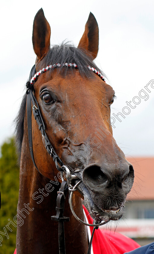 Hamish-0009 
 HAMISH winner of The tote.co.uk Ormonde Stakes
Chester 11 May 2023 - Pic Steven Cargill / Racingfotos.com