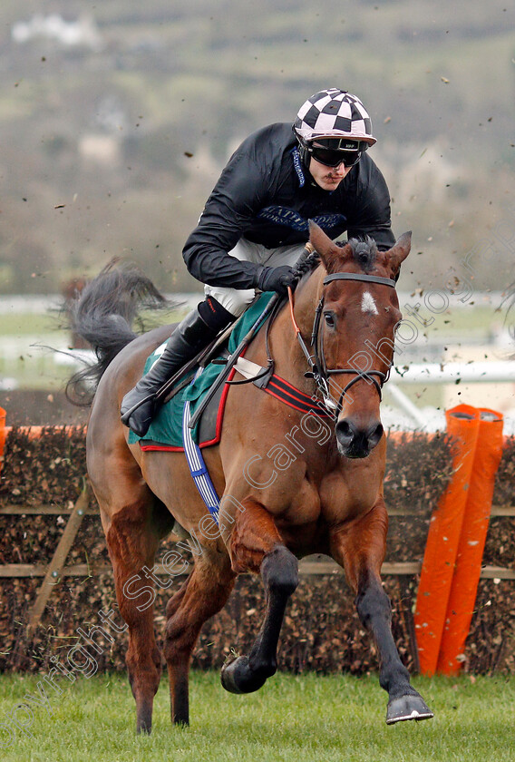 Shang-Tang-0002 
 SHANG TANG (Adam Wedge)
Cheltenham 13 Dec 2019 - Pic Steven Cargill / Racingfotos.com