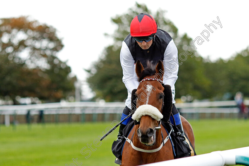 Harbour-Wind-0002 
 HARBOUR WIND (Chris Hayes)
Newmarket 26 Sep 2024 - pic Steven Cargill / Racingfotos.com