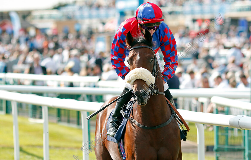 Big-Evs-0008 
 BIG EVS (Tom Marquand) winner of The Carlsberg Danish Pilsner Flying Childers Stakes
Doncaster 15 Sep 2023 - Pic Steven Cargill / Racingfotos.com