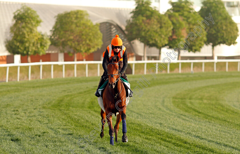 Dubai-Honour-0001 
 DUBAI HONOUR training for The Sheema Classic
Meydan, Dubai, 24 Mar 2022 - Pic Steven Cargill / Racingfotos.com