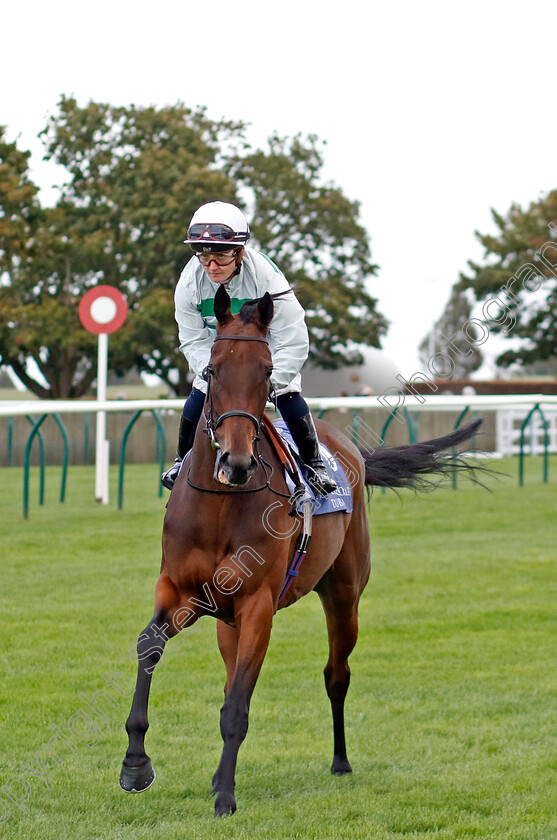 Sinology-0001 
 SINOLOGY (Hollie Doyle)
Newmarket 27 Sep 2024 - Pic Steven Cargill / Racingfotos.com