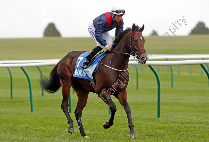 Up-Above 
 UP ABOVE (Pat Dobbs)
Newmarket 8 Oct 2021 - Pic Steven Cargill / Racingfotos.com