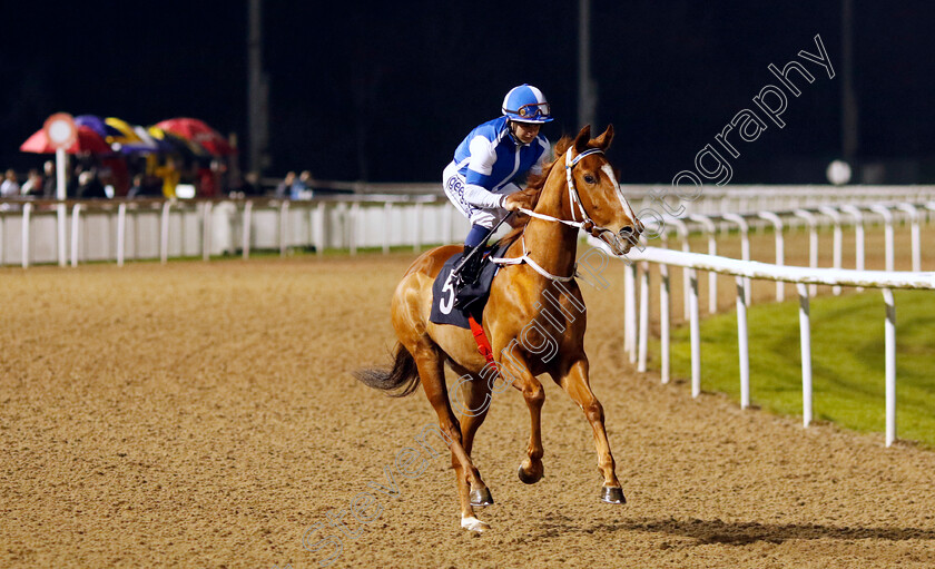 Lordsbridge-Havana-0001 
 LORDSBRIDGE HAVANA (Marco Ghiani)
Wolverhampton 20 Dec 2024 - Pic Steven Cargill / Racingfotos.com