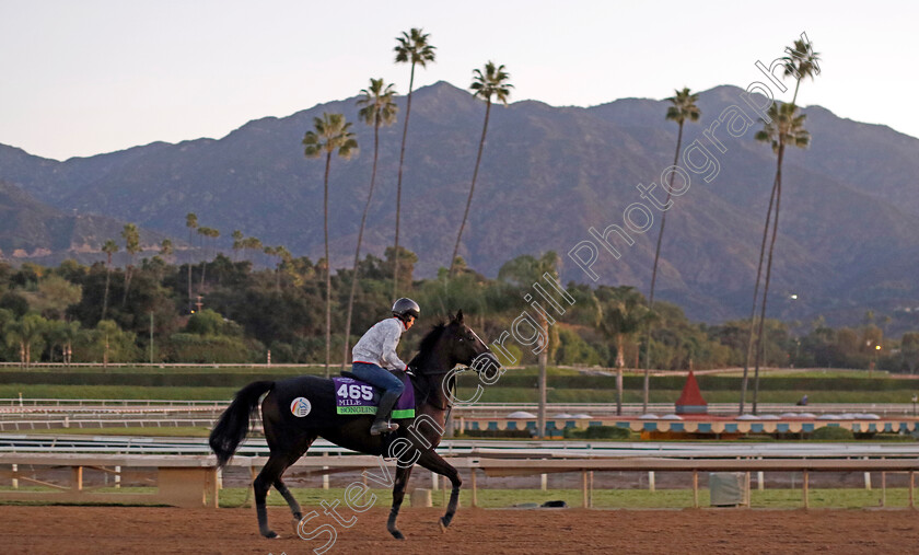 Songline-0002 
 SONGLINE training for The Breeders' Cup Mile
Santa Anita USA, 30 Oct 2023 - Pic Steven Cargill / Racingfotos.com