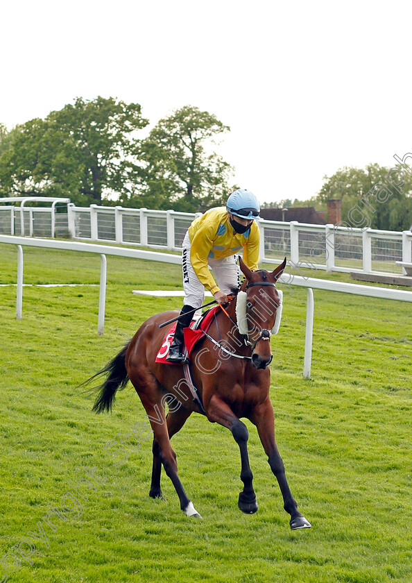 Lismore-0002 
 LISMORE (Jamie Spencer) winner of The Coral Henry II Stakes
Sandown 27 May 2021 - Pic Steven Cargill / Racingfotos.com