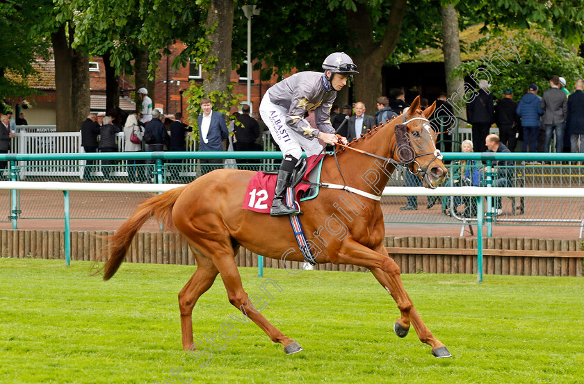 Mancini 
 MANCINI (Cam Hardie)
Haydock 21 May 2022 - Pic Steven Cargill / Racingfotos.com