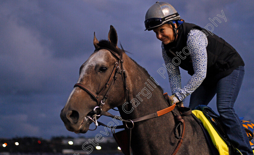 Arrogate-0006 
 ARROGATE training for The Breeders' Cup Classic at Del Mar 2 Nov 2017 - Pic Steven Cargill / Racingfotos.com