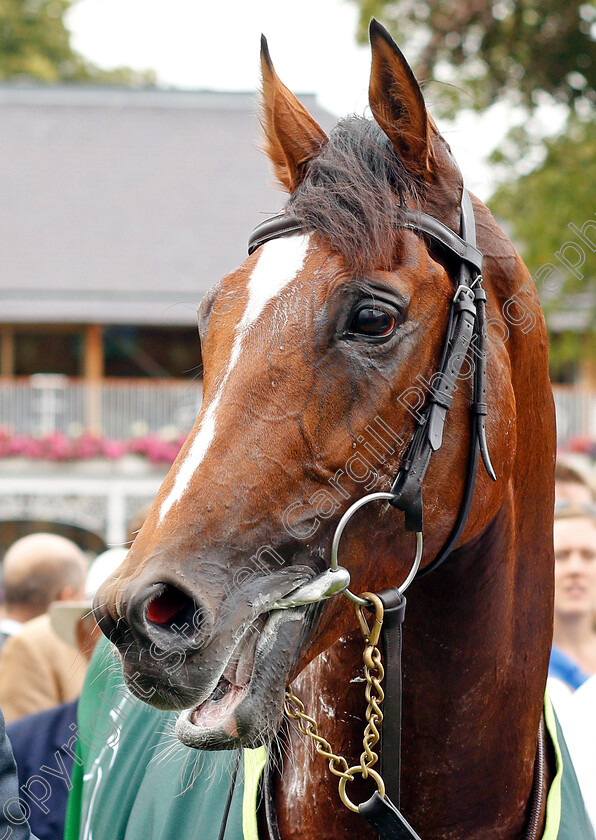 Japan-0019 
 JAPAN after The Juddmonte International Stakes
York 21 Aug 2019 - Pic Steven Cargill / Racingfotos.com