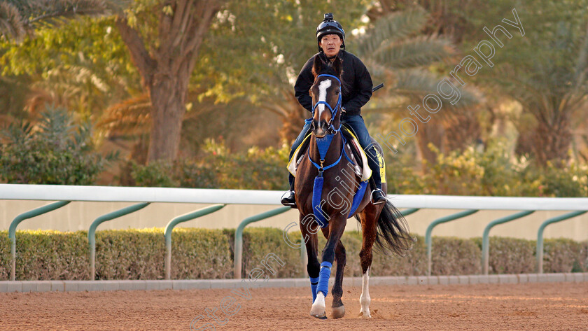 Deirdre-0001 
 DEIRDRE preparing for the Neom Turf Cup
Riyadh Racecourse, Kingdom of Saudi Arabia 26 Feb 2020 - Pic Steven Cargill / Racingfotos.com