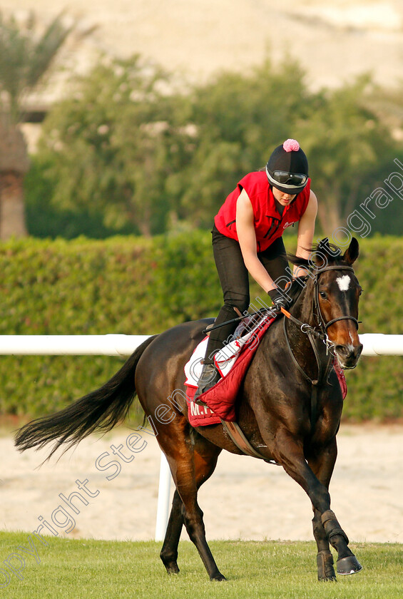 Certain-Lad-0004 
 CERTAIN LAD training for the Bahrain International Trophy
Rashid Equestrian & Horseracing Club, Bahrain, 18 Nov 2020