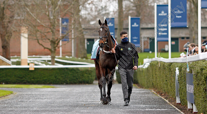 Shishkin-0002 
 SHISHKIN before The SBK Clarence House Chase
Ascot 22 Jan 2022 - Pic Steven Cargill / Racingfotos.com