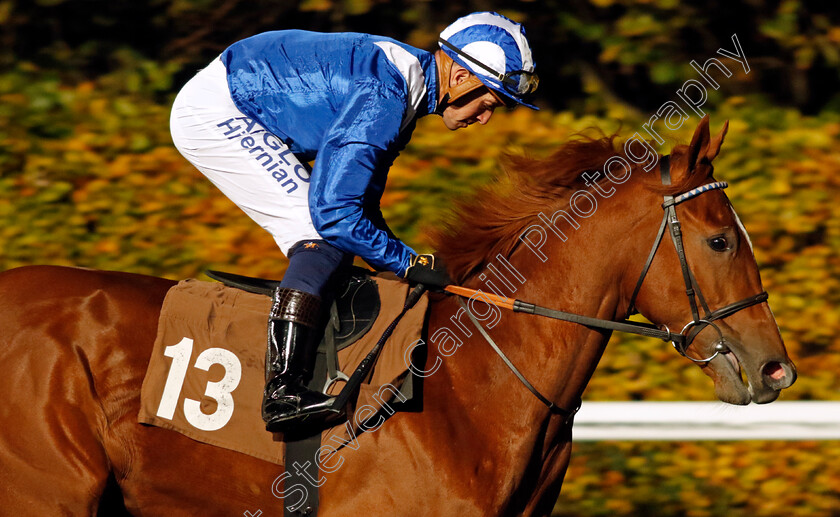 Tawajjah-0001 
 TAWAJJAH (Jim Crowley)
Kempton 15 Nov 2023 - Pic Steven Cargill / Racingfotos.com