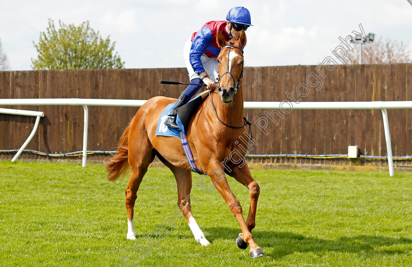 Prosecco-0001 
 PROSECCO (David Probert)
Leicester 29 Apr 2023 - Pic Steven Cargill / Racingfotos.com