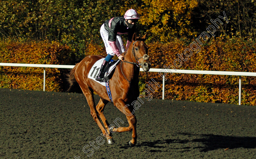 Swivelstick-0001 
 SWIVELSTICK (Joshua Bryan)
Kempton 11 Nov 2020 - Pic Steven Cargill / Racingfotos.com