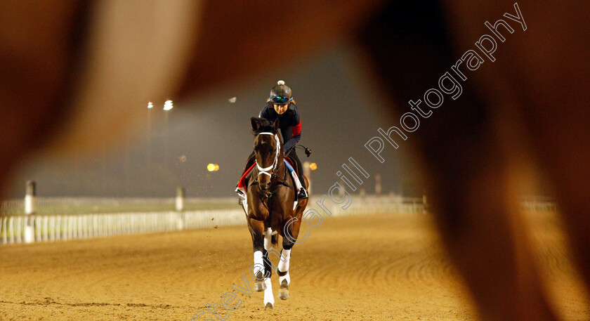 Life-Is-Good-0006 
 LIFE IS GOOD training for the Dubai World Cup
Meydan, Dubai, 23 Mar 2022 - Pic Steven Cargill / Racingfotos.com