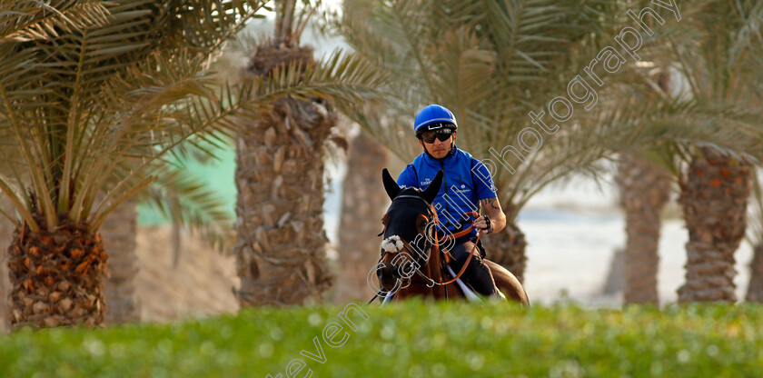 Dream-Castle-0001 
 DREAM CASTLE training for the Bahrain International Trophy
Rashid Equestrian & Horseracing Club, Bahrain, 18 Nov 2020