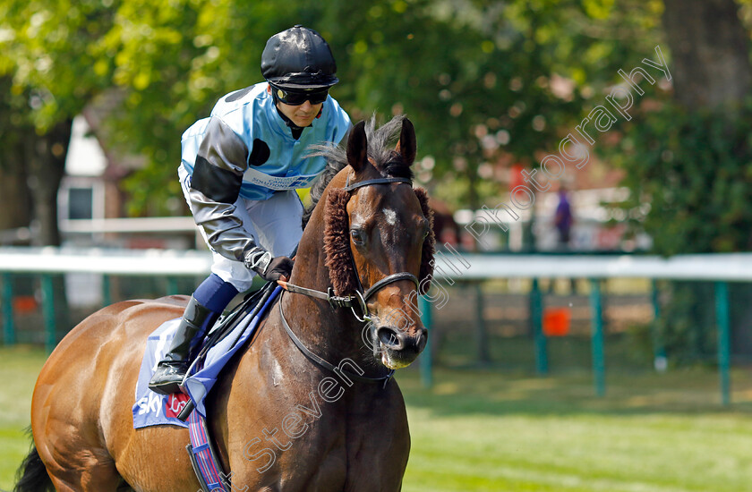 Arecibo-0001 
 ARECIBO (Marco Ghiani)
Haydock 10 Jun 2023 - Pic Steven Cargill / Racingfotos.com