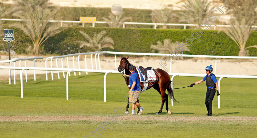 Zakouski-0001 
 ZAKOUSKI reqired extra encouragement ahead of exercising in preparation for Friday's Bahrain International Trophy
Sakhir Racecourse, Bahrain 18 Nov 2021 - Pic Steven Cargill / Racingfotos.com