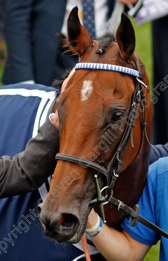 Winter-Power-0010 
 WINTER POWER after The Coolmore Nunthorpe Stakes
York 20 Aug 2021 - Pic Steven Cargill / Racingfotos.com