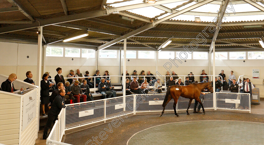 Ascot-sales-0003 
 Horse parading during the Tattersalls Ireland Ascot Sale
5 Jun 2018 - Pic Steven Cargill / Racingfotos.com