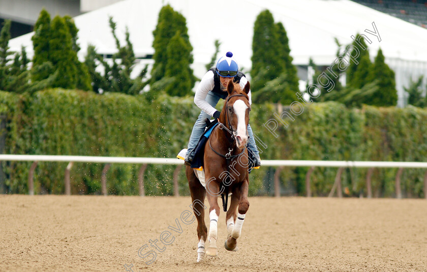 Free-Drop-Billy-0003 
 FREE DROP BILLY exercising in preparation for The Belmont Stakes
Belmont Park USA 7 Jun 2018 - Pic Steven Cargill / Racingfotos.com