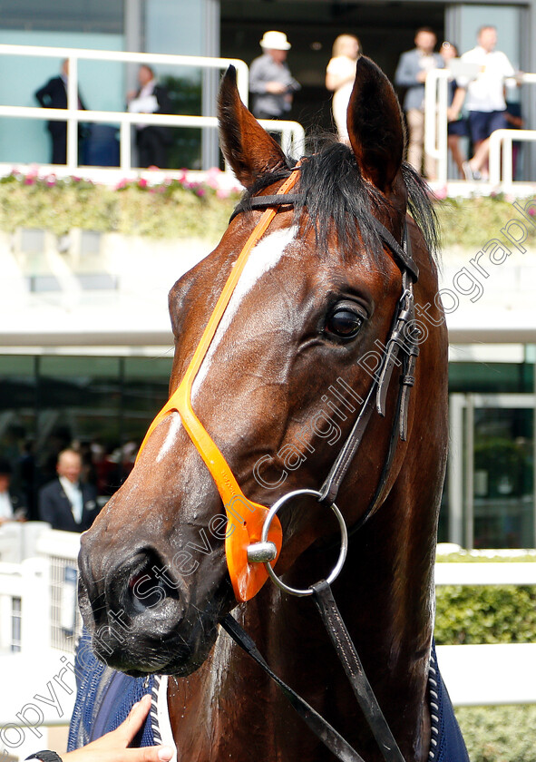 Production-0007 
 PRODUCTION after The Anders Foundation British EBF Crocker Bulteel Maiden Stakes
Ascot 27 Jul 2018 - Pic Steven Cargill / Racingfotos.com