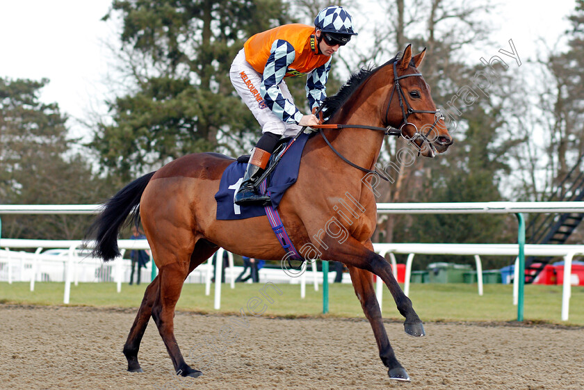 Reckless-Endeavour-0001 
 RECKLESS ENDEAVOUR (Dougie Costello) Lingfield 30 Dec 2017 - Pic Steven Cargill / Racingfotos.com