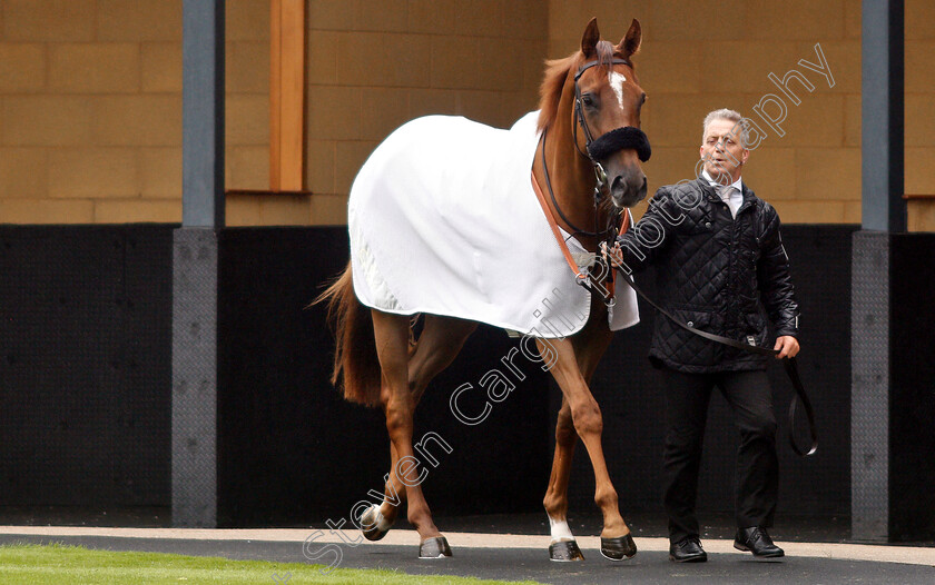 Narak-0003 
 NARAK 
Newbury 13 Jun 2019 - Pic Steven Cargill / Racingfotos.com