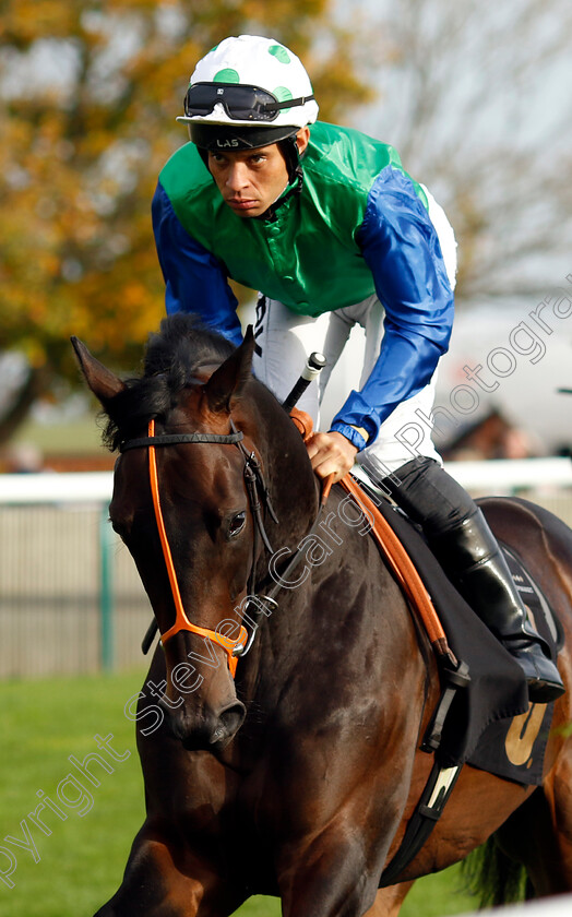 Dartman-0001 
 DARTMAN (Sean Levey)
Newmarket 29 Oct 2022 - Pic Steven Cargill / Racingfotos.com