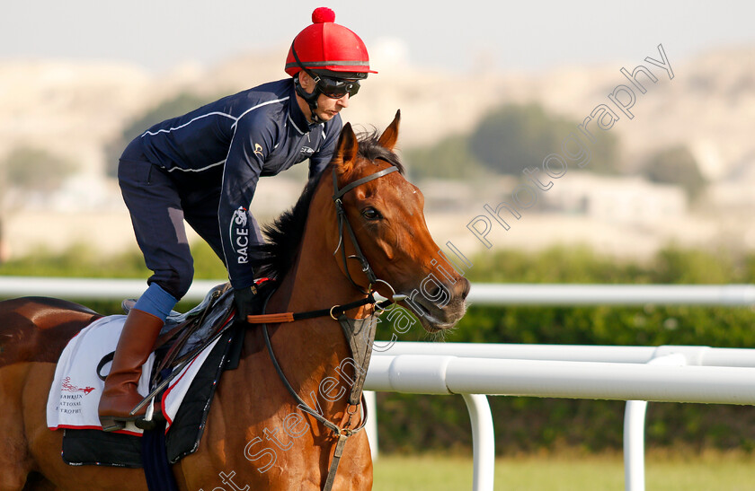 Fev-Rover-0003 
 FEV ROVER (Paddy Mathers) exercising in preparation for Friday's Bahrain International Trophy
Sakhir Racecourse, Bahrain 17 Nov 2021 - Pic Steven Cargill / Racingfotos.com