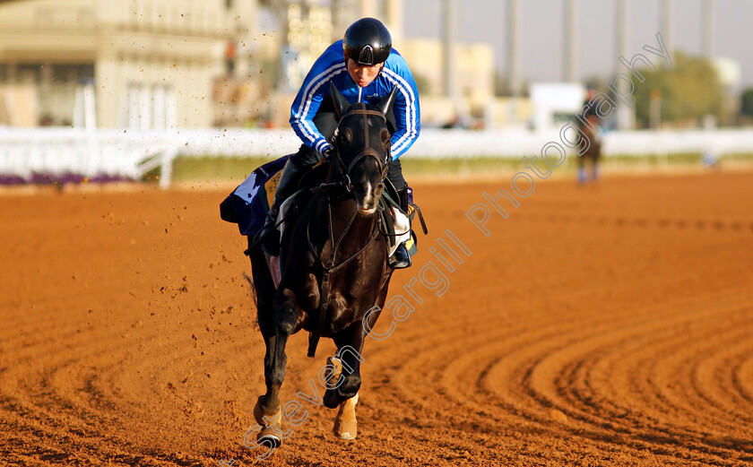 Killer-Ability-0001 
 KILLER ABILITY training for The Neom Turf Cup
King Abdulaziz Racecourse, Saudi Arabia 21 Feb 2024 - Pic Steven Cargill / Racingfotos.com