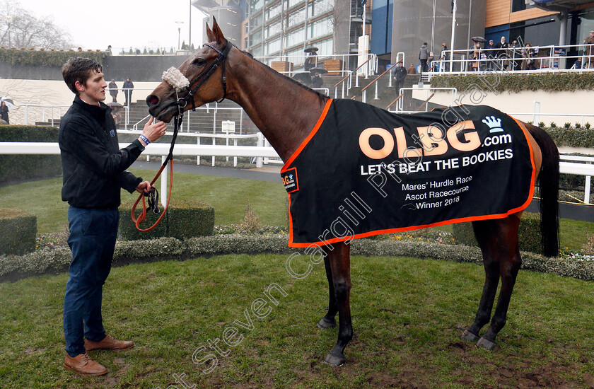 La-Bague-Au-Roi-0008 
 LA BAGUE AU ROI after The OLBG.com Mares Hurdle Ascot 20 Jan 2018 - Pic Steven Cargill / Racingfotos.com