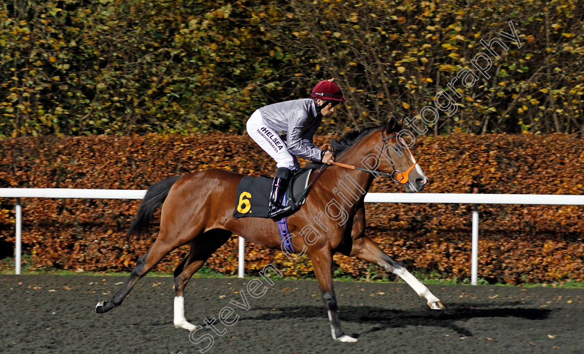 Qaysar-0001 
 QAYSAR (Sean Levey) winner of The 32Red Casino EBFstallions.com Novice Stakes Div2 Kempton 22 Nov 2017 - Pic Steven Cargill / Racingfotos.com