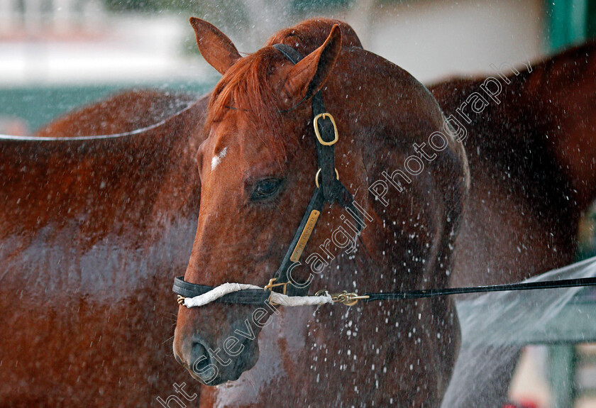 Gun-Runner-0004 
 GUN RUNNER after training for The Breeders' Cup Classic at Del Mar 2 Nov 2017 - Pic Steven Cargill / Racingfotos.com