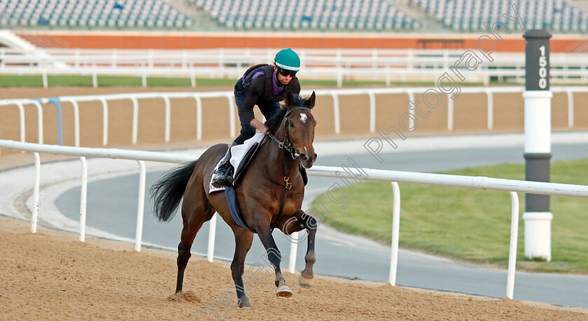 Ayr-Harbour-0002 
 AYR HARBOUR training at Meydan, Dubai
2 Feb 2023 - Pic Steven Cargill / Racingfotos.com