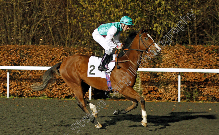 Allegiant-0001 
 ALLEGIANT (Kieran Shoemark) Kempton 20 Dec 2017 - Pic Steven Cargill / Racingfotos.com