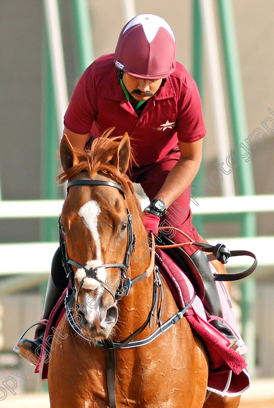 Gladiator-King-0002 
 GLADIATOR KING preparing for The Saudia Sprint
Riyadh Racetrack, Kingdom Of Saudi Arabia, 27 Feb 2020 - Pic Steven Cargill / Racingfotos.com