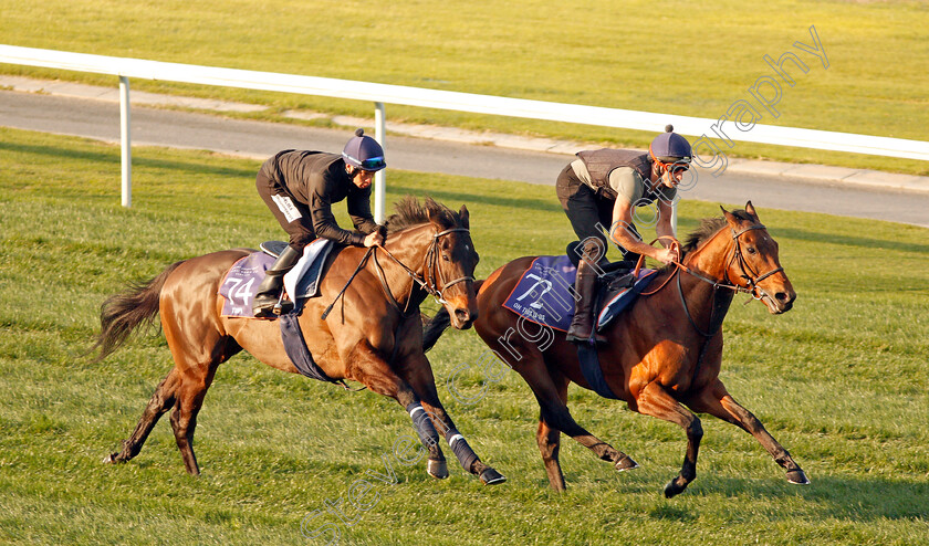 Oh-This-Is-Us-and-Tupi-0001 
 OH THIS IS US (right) and TUPI (left), both trained by Richard Hannon, exercising in preparation for The Dubai World Cup Carnival, Meydan 18 Jan 2018 - Pic Steven Cargill / Racingfotos.com