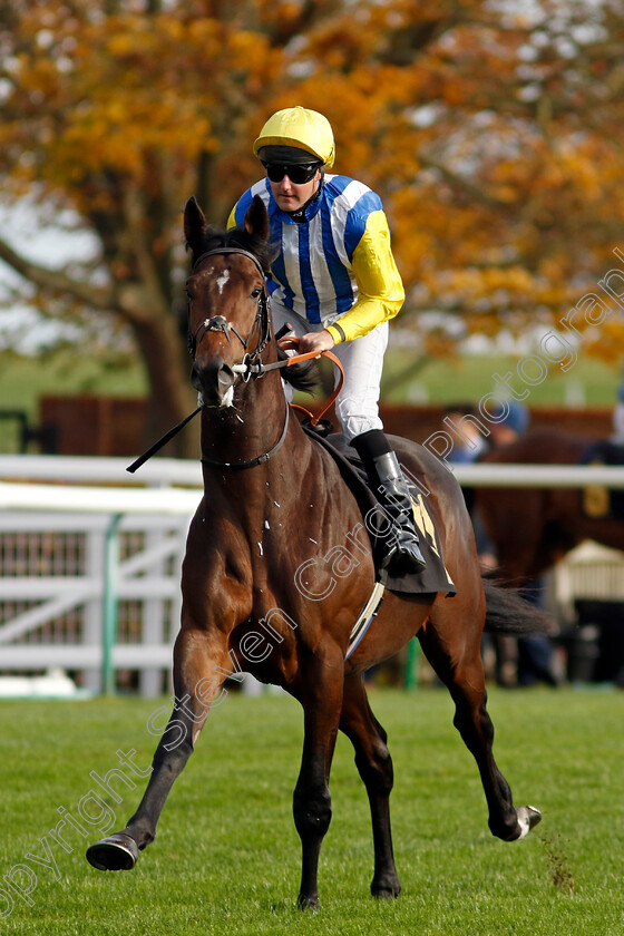 Star-Of-Sussex-0002 
 STAR OF SUSSEX (Tom Queally)
Newmarket 28 Oct 2022 - Pic Steven Cargill / Racingfotos.com