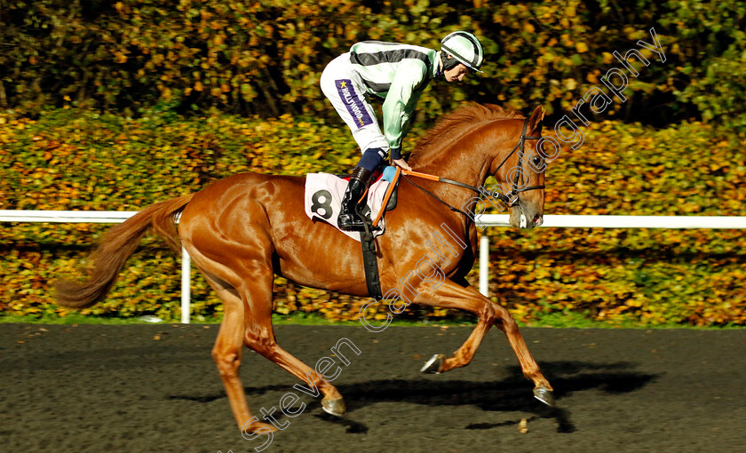 Like-A-Tiger-0005 
 LIKE A TIGER (Daniel Muscutt) winner of The Unibet British Stallion Studs EBF Novice Stakes Div1
Kempton 16 Nov 2022 - Pic Steven Cargill / Racingfotos.com