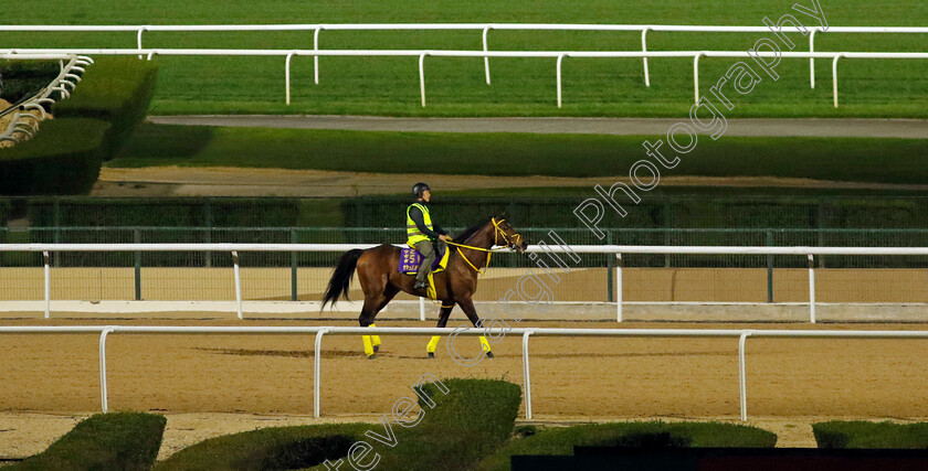 Ushba-Tesoro-0001 
 USHBA TESORO after exercising at 4am
Meydan, Dubai 1 Mar 2024 - Pic Steven Cargill / Racingfotos.com