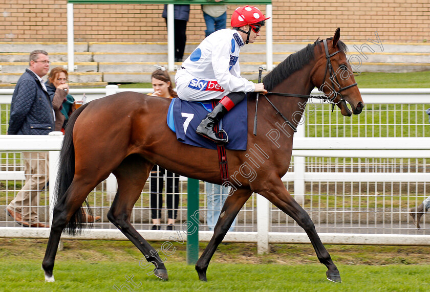 Goldspun-0001 
 GOLDSPUN (Fran Berry) Yarmouth 24 Oct 2017 - Pic Steven Cargill / Racingfotos.com