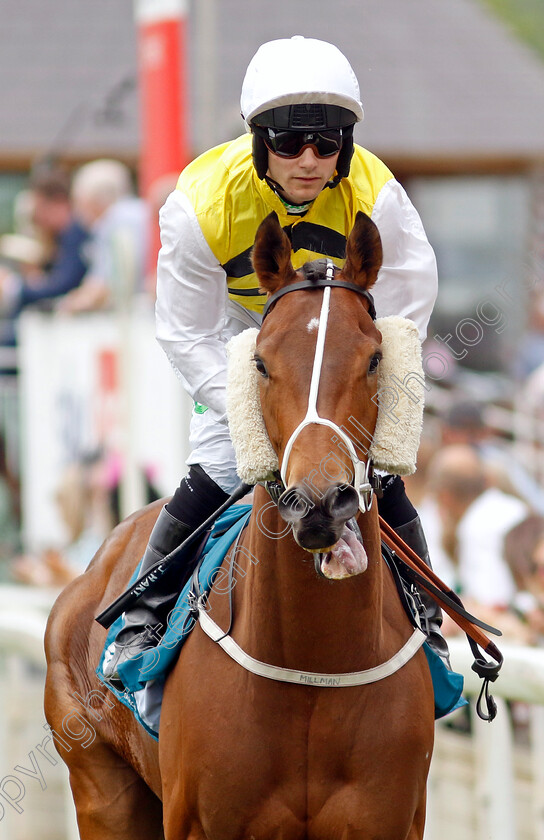 Safari-Dream-0001 
 SAFARI DREAM (Jason Hart)
York 17 Jun 2023 - Pic Steven Cargill / Racingfotos.com