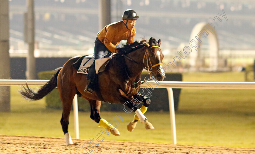 Goraiko-0001 
 GORAIKO training for the UAE Derby
Meydan, Dubai, 21 Mar 2023 - Pic Steven Cargill / Racingfotos.com