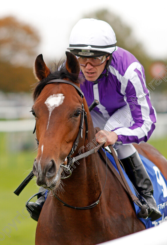 Year-Of-The-Tiger-0001 
 YEAR OF THE TIGER (Padraig Beggy)
Newmarket 12 Oct 2019 - Pic Steven Cargill / Racingfotos.com