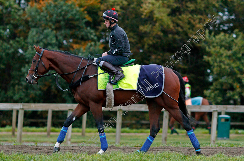 Cracksman-0007 
 CRACKSMAN between canters on Warren Hill in Newmarket 13 Oct 2017 - Pic Steven Cargill / Racingfotos.com