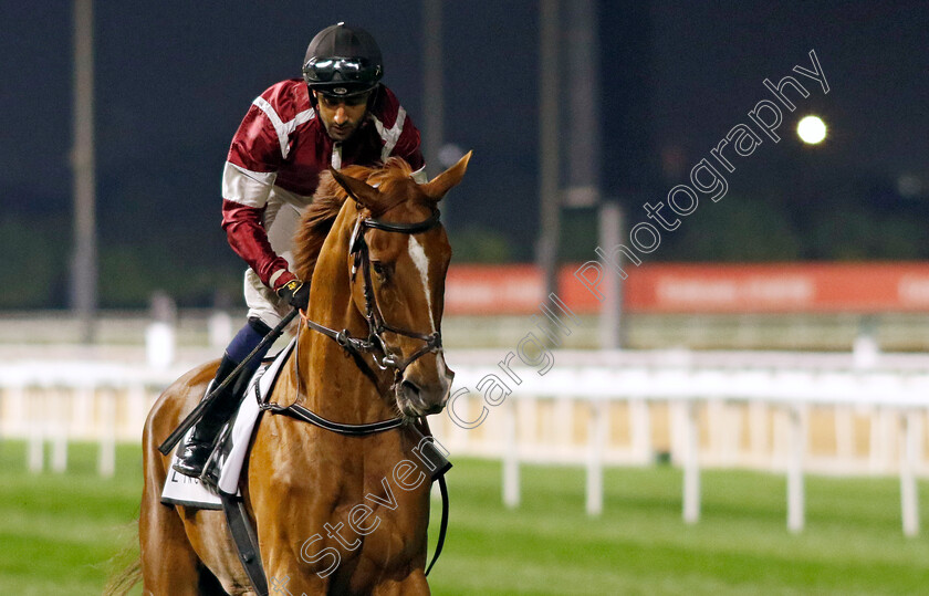 Morjanah-0001 
 MORJANAH (Saif Al Balushi)
Meydan 2 Feb 2024 - Pic Steven Cargill / Racingfotos.com