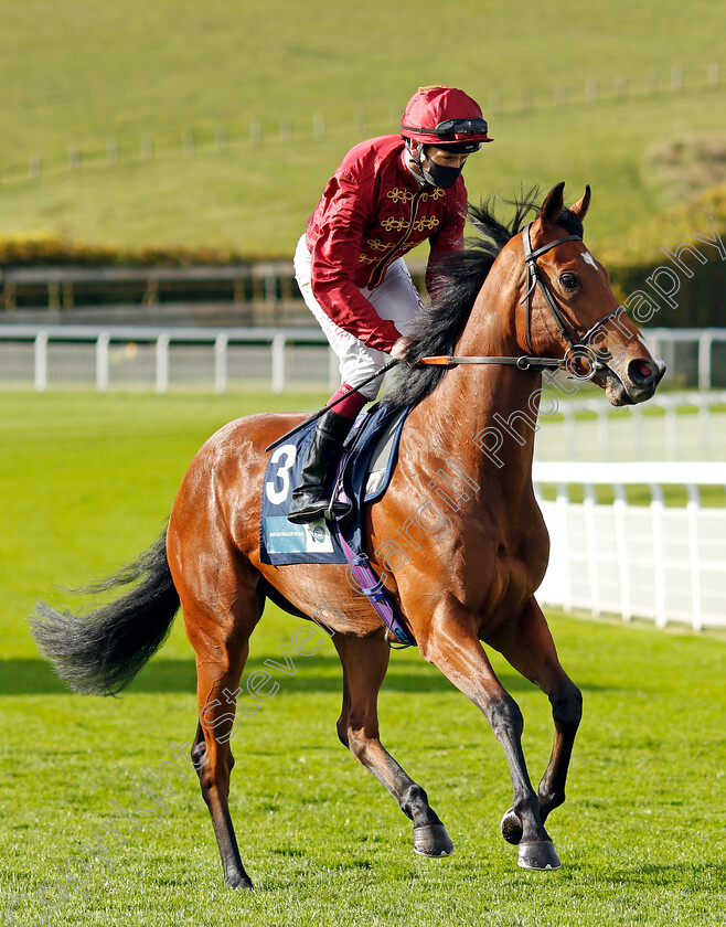 Afraid-Of-Nothing-0001 
 AFRAID OF NOTHING (Oisin Murphy)
Goodwood 11 Oct 2020 - Pic Steven Cargill / Racingfotos.com